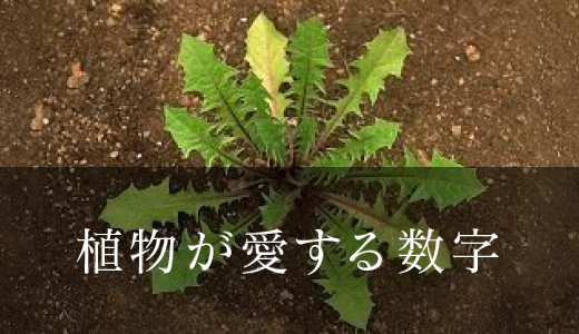 植物が愛する数字